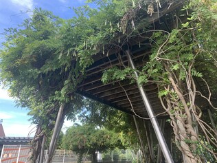 Un parasol végétalisé