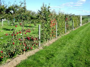 Plantation d'arbres fruitiers et haies fruitières dans les espaces verts Loossois