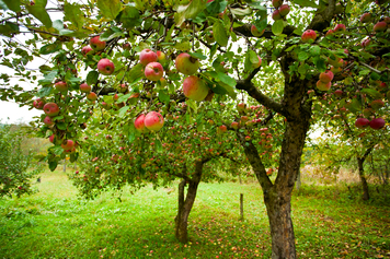 Planter des arbres fruitiers