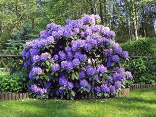 rhododendron.jpg